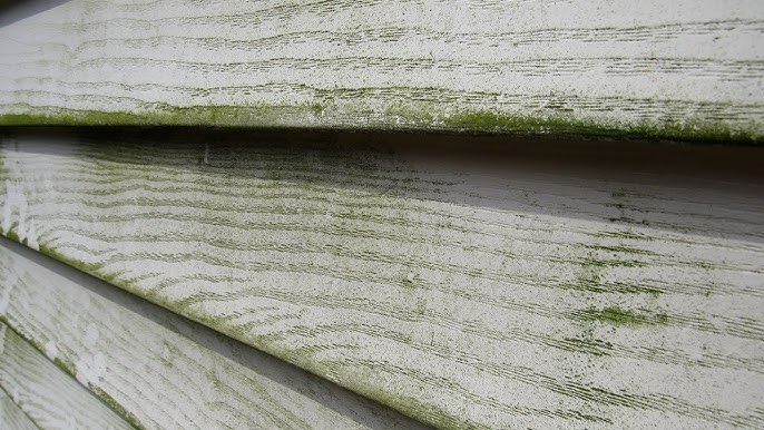 Algae on siding